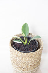 Philodendron green congo variegata
